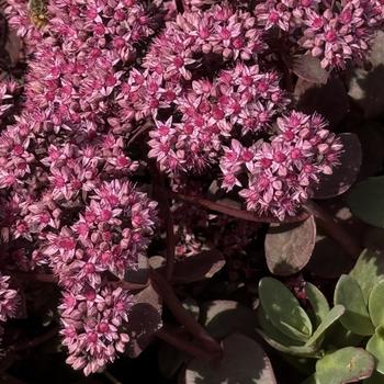 sedum cherry tart succulent Sedum 'Sunsparkler Cherry Tart' Stonecrop