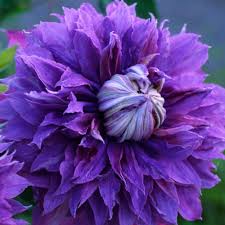 Clematis 'Diamantina'