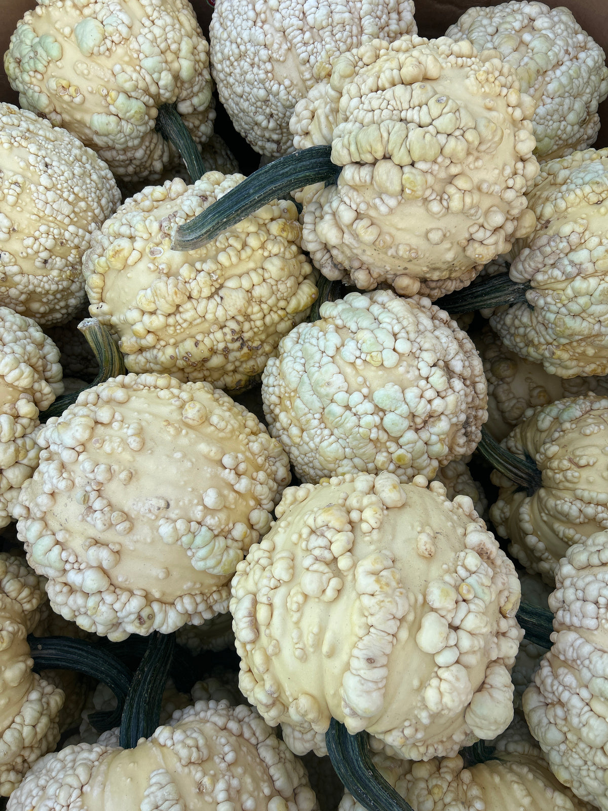 Popcorn Pumpkin