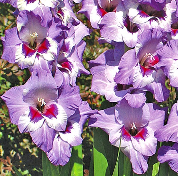 Gladiolus ‘Vista’, Premium Bulb