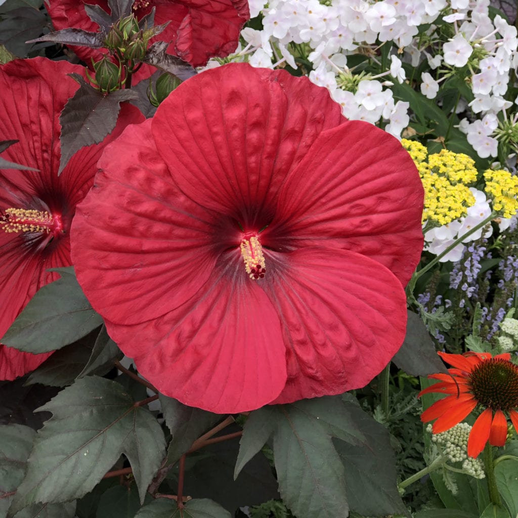 Hibiscus - Holy Grail