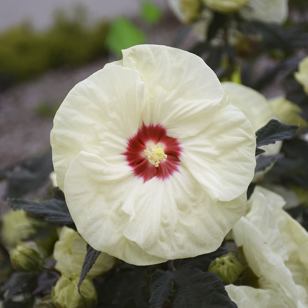 Hibiscus - French Vanilla