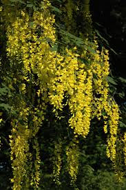 Weeping Golden Chain Tree