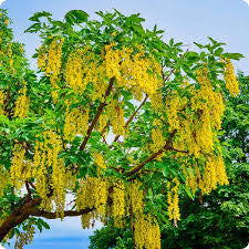 Weeping Golden Chain Tree