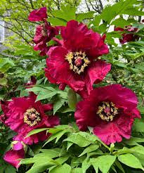 Paeonia 'Iphigenia' Peony - Tree Form
