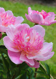 Peony - Prairie Afire Pink
