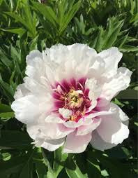 Paeonia 'Cora Louise' Peony