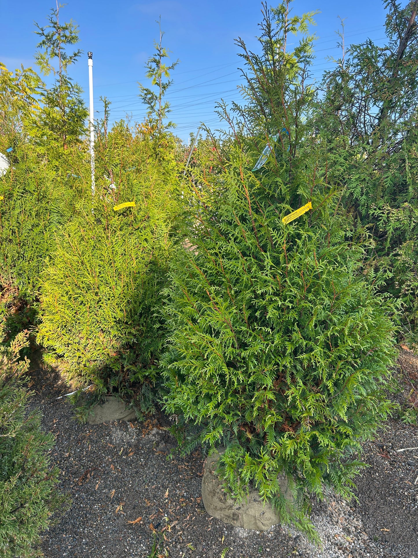 Arborvitae - Leprechaun Special Purchase