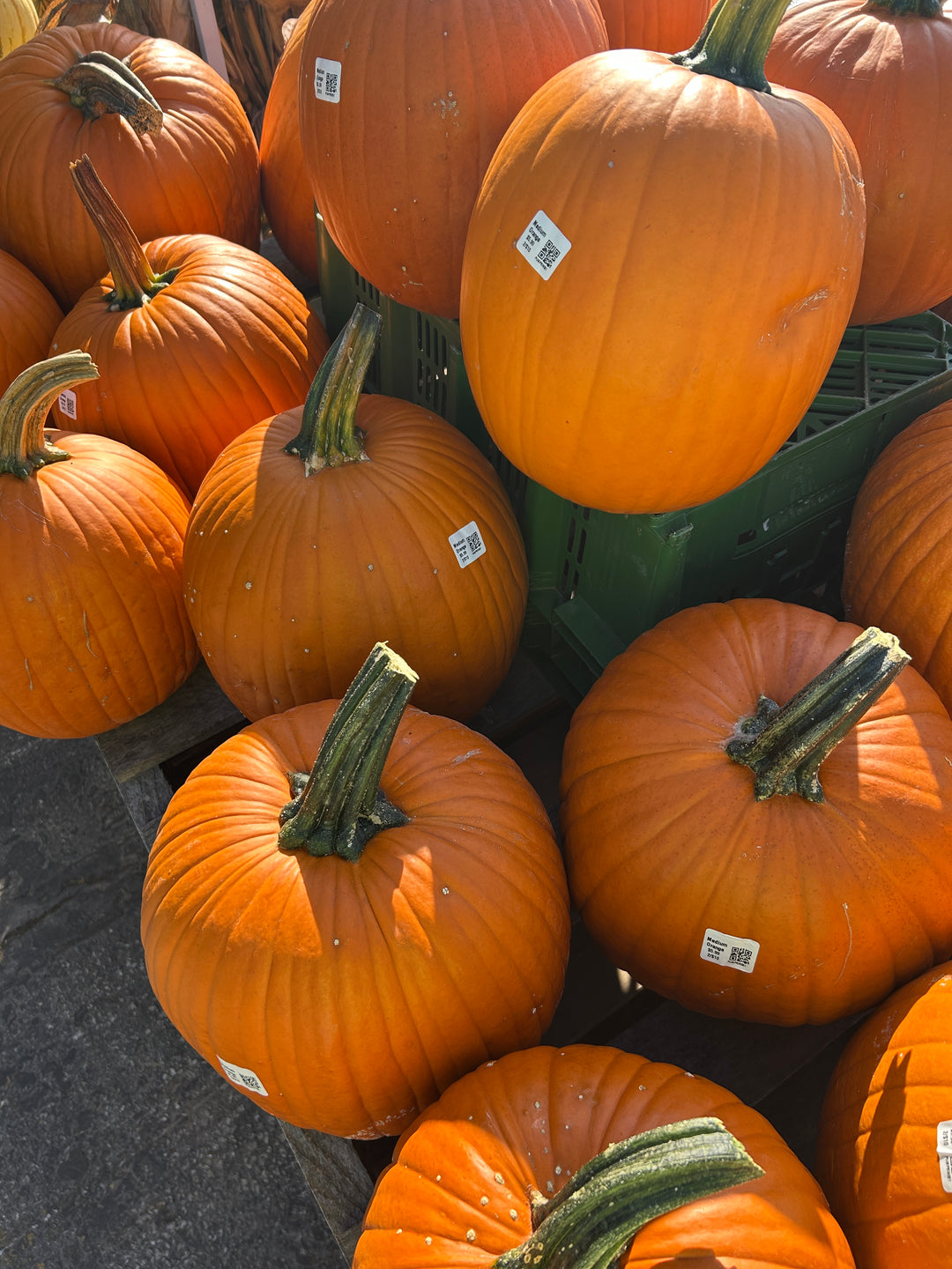 Medium Orange Pumpkin