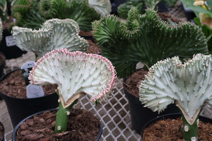 6" CORAL CACTUS