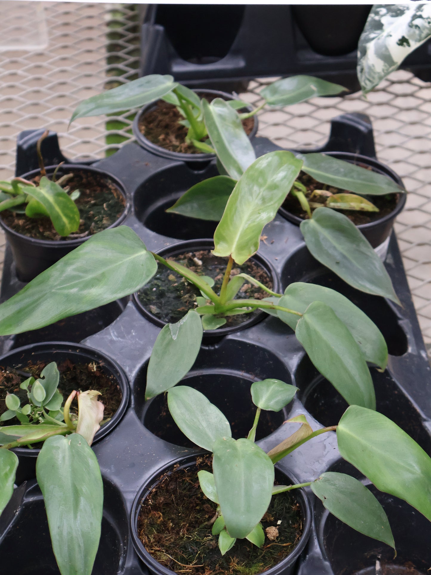 4" PHILODENDRON SPIRITUS SANCTI