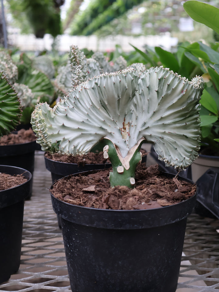 6" CORAL CACTUS