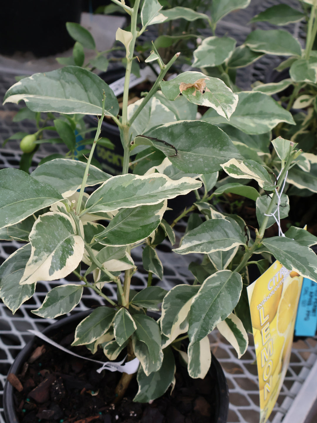 8" VARIEGATED PINK LEMON