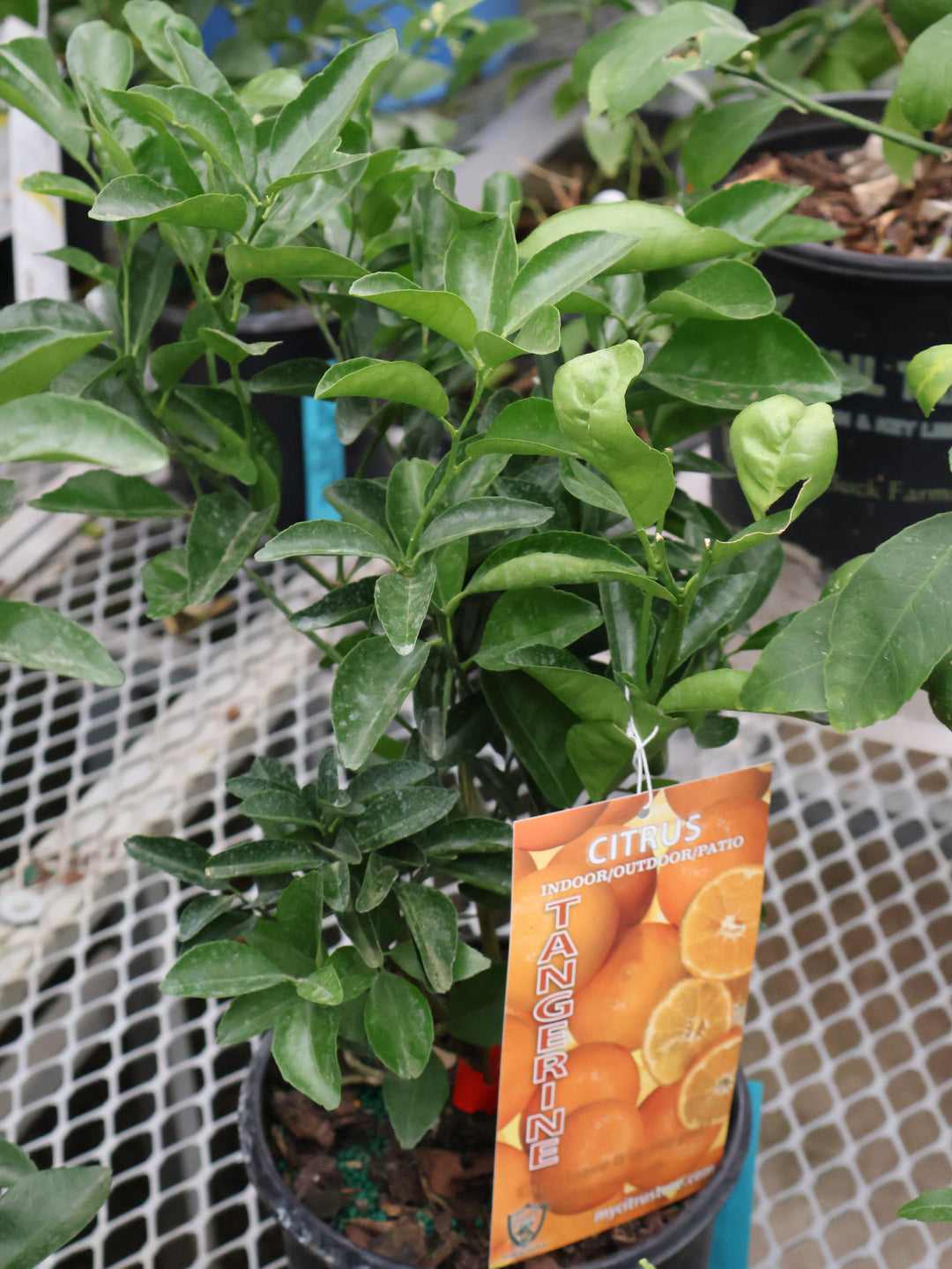 8" CITRUS TANGERINE