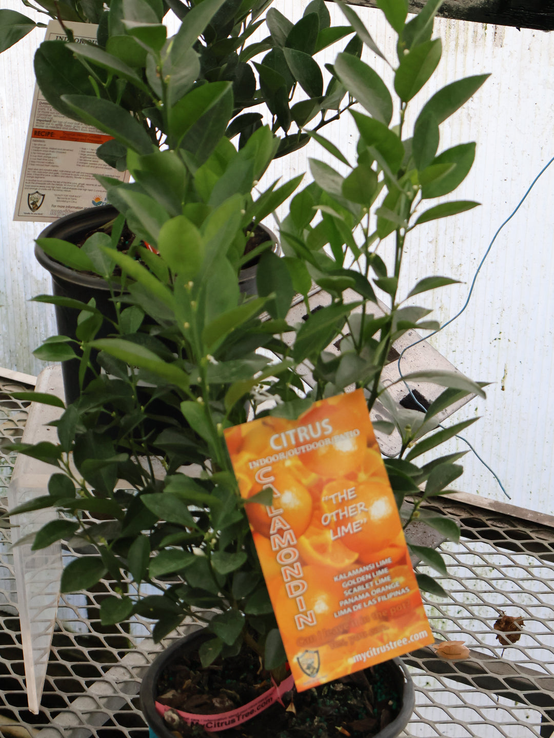 8" CITRUS CALAMONDIN ORANGE