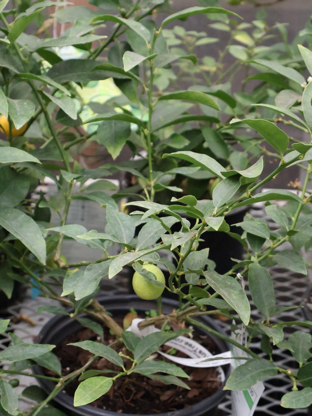 8" CITRUS LIME