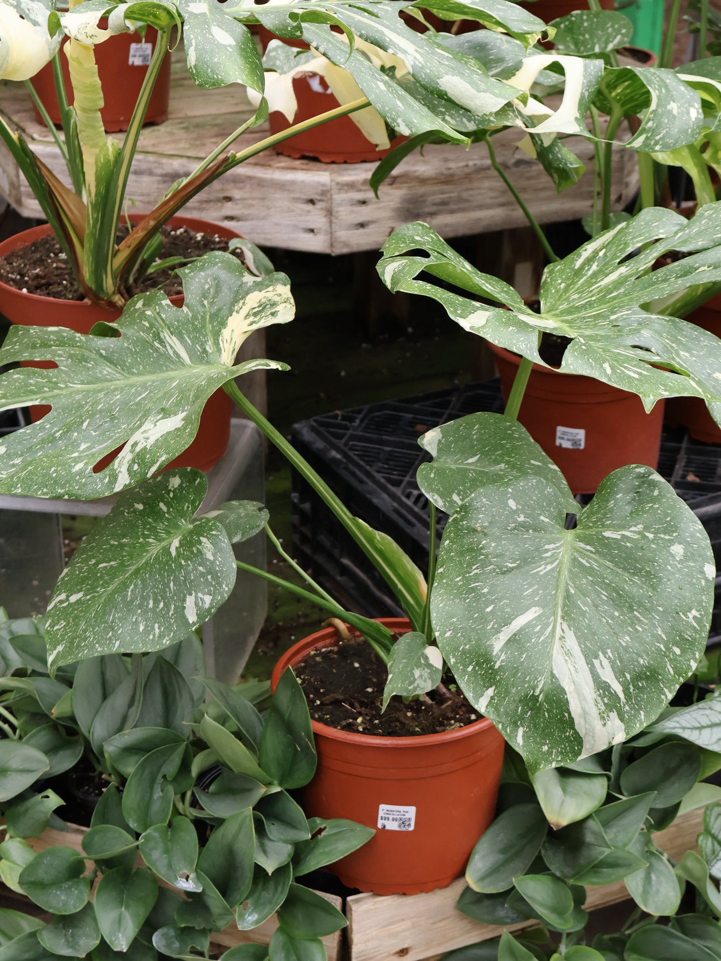 6" THAI CONSTELLATION