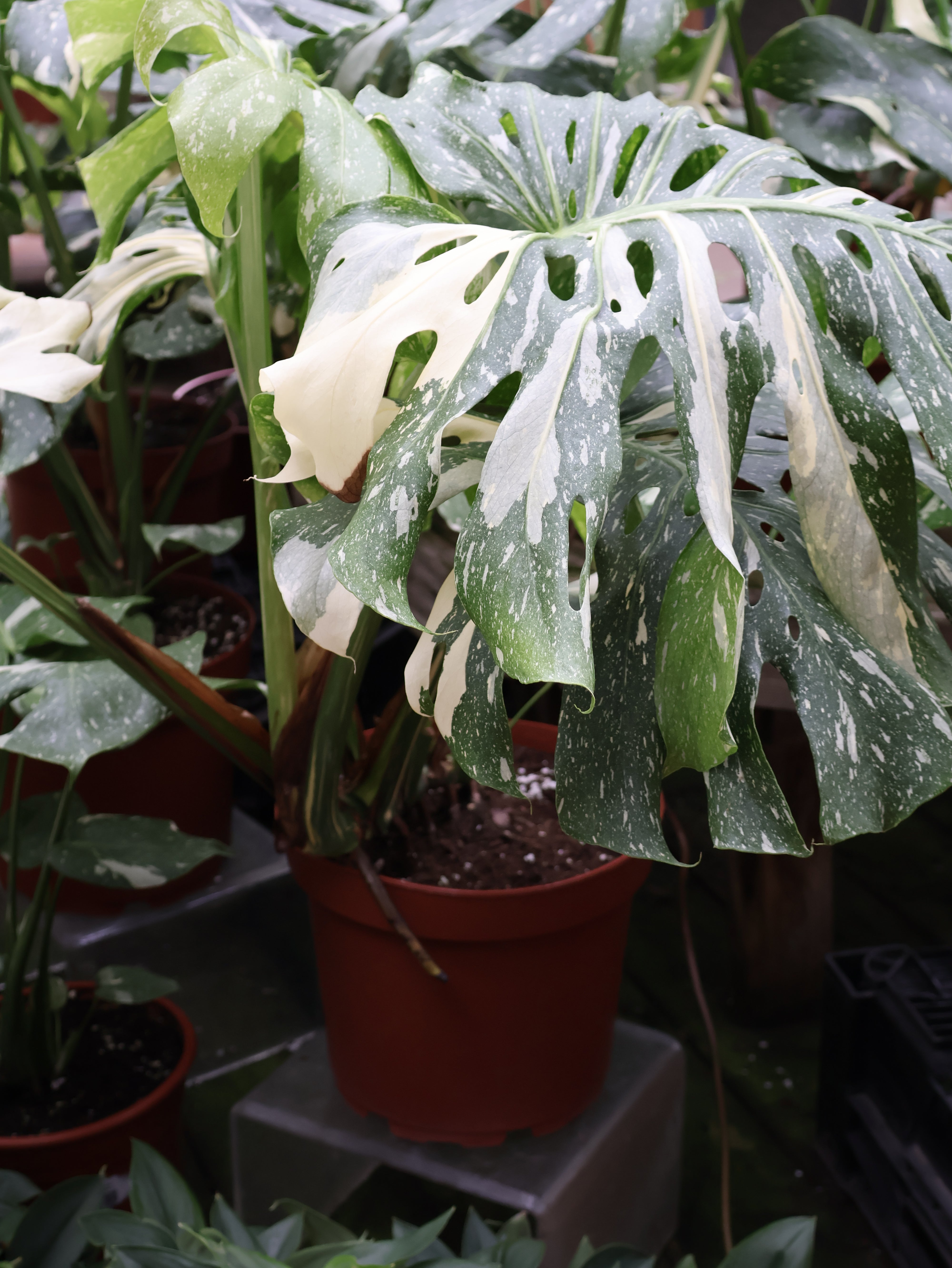 monstera plant thai constellation 10" MONSTERA THAI CONSTELLATION – Pandy's Garden Center