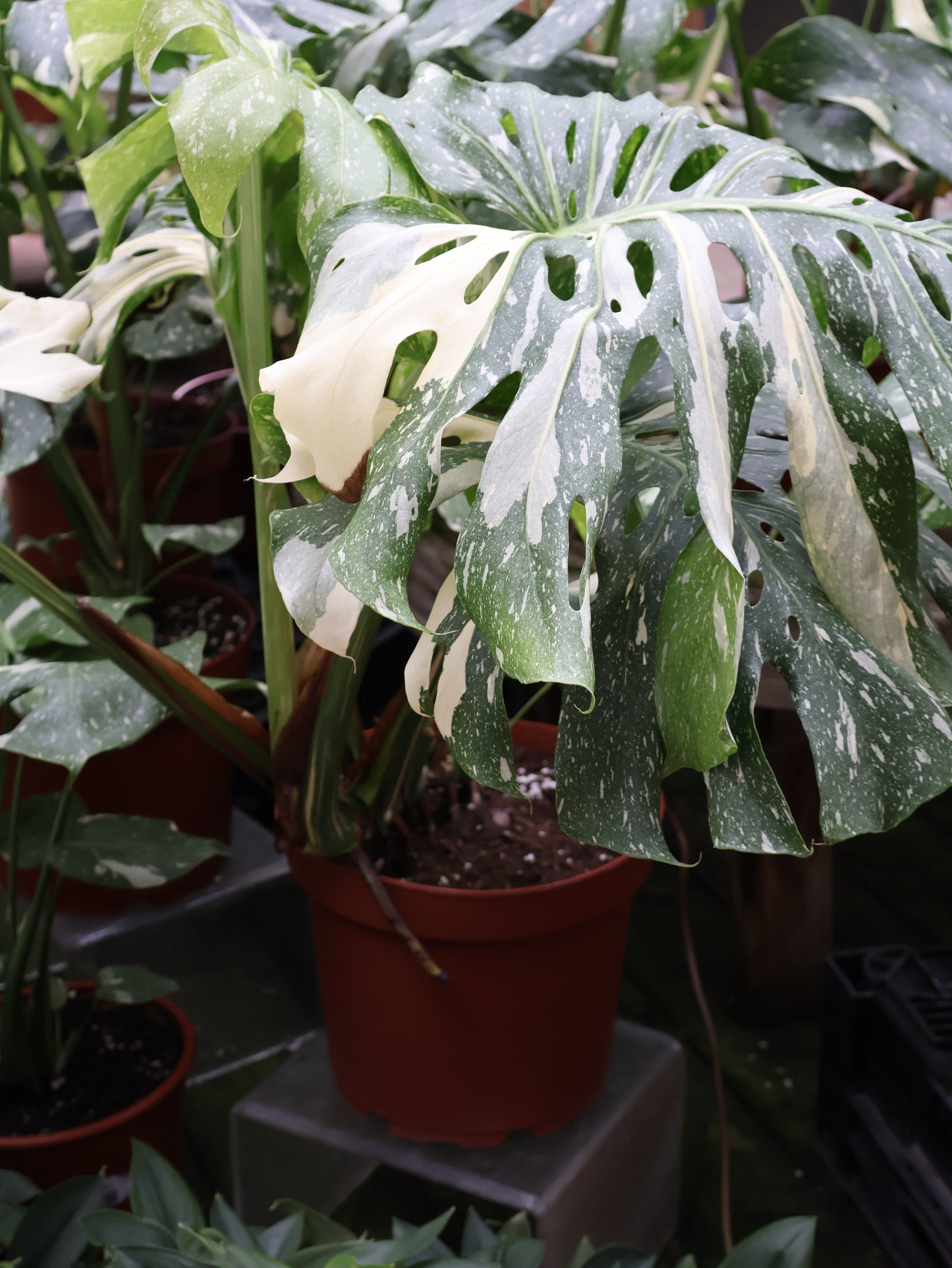 10" MONSTERA THAI CONSTELLATION