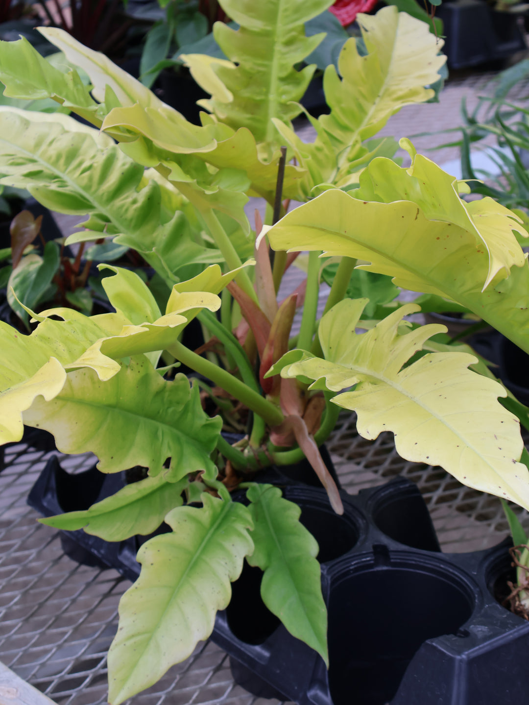 4.5" PHILODENDRON NARROW GOLDEN TIGER TOOTH