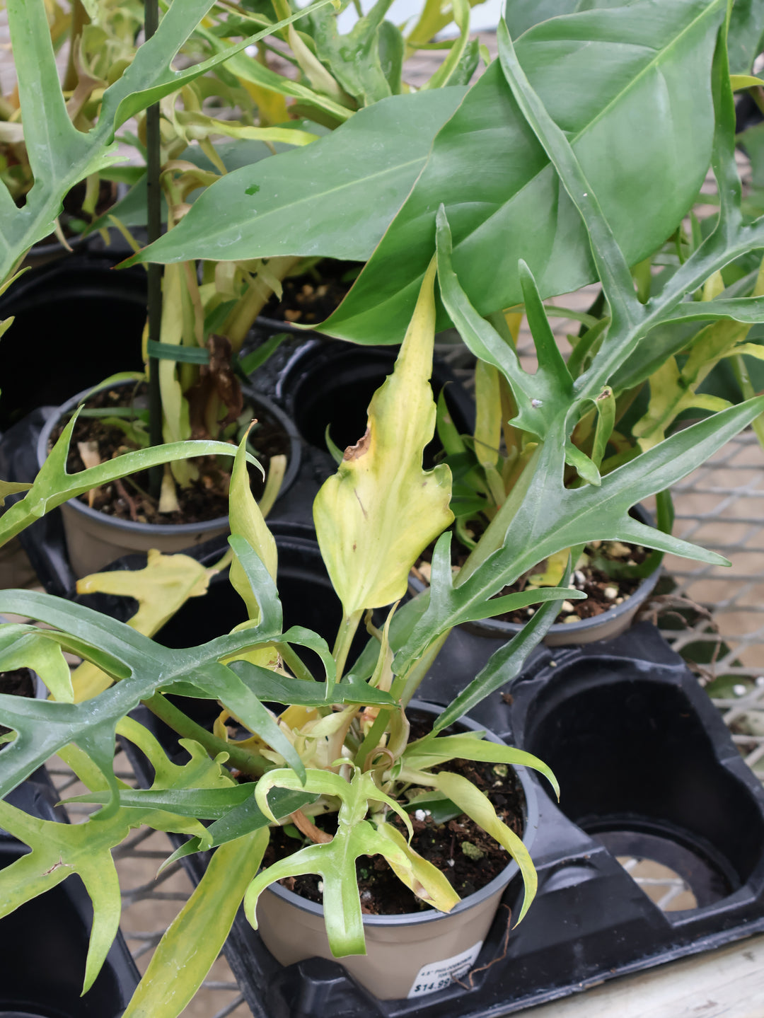 4.5" PHILODENDRON TORTUM