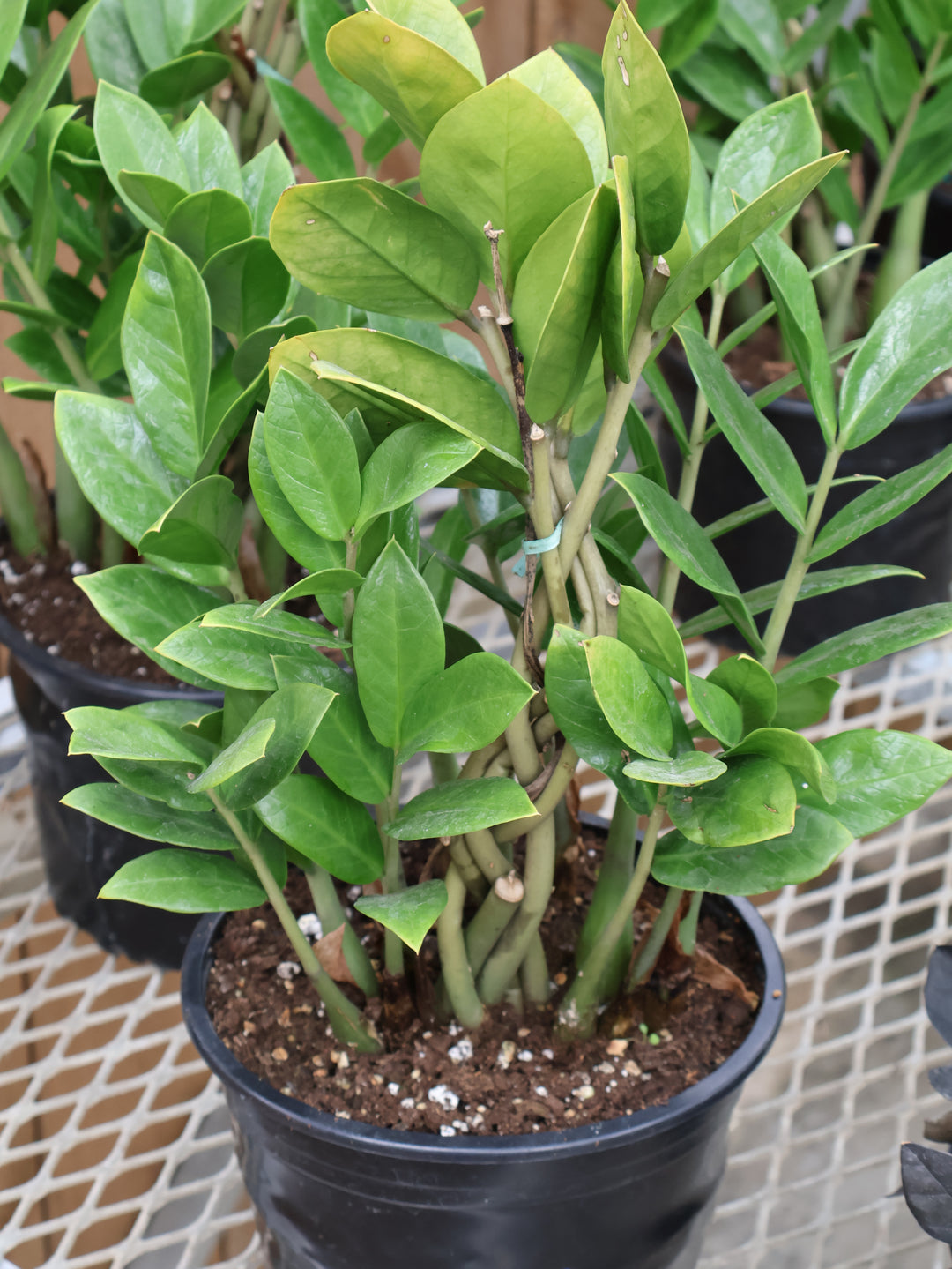 8" BRAIDED ZZ PLANT