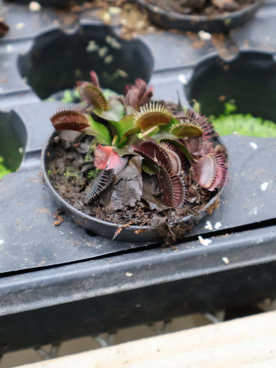 3" FLY TRAP MUSCIPULA