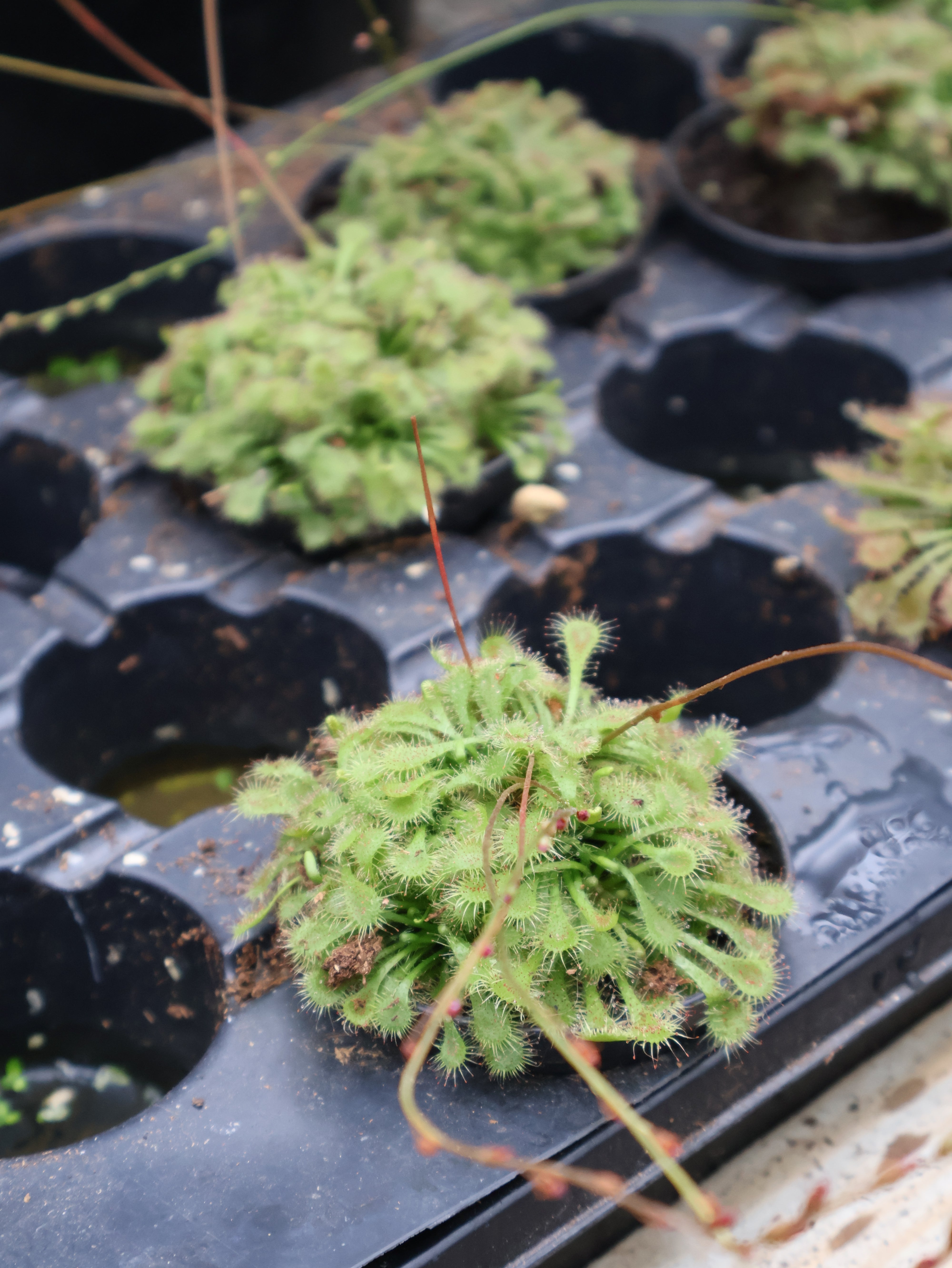 sundew plant terrarium 3" SUNDEW PLANTS