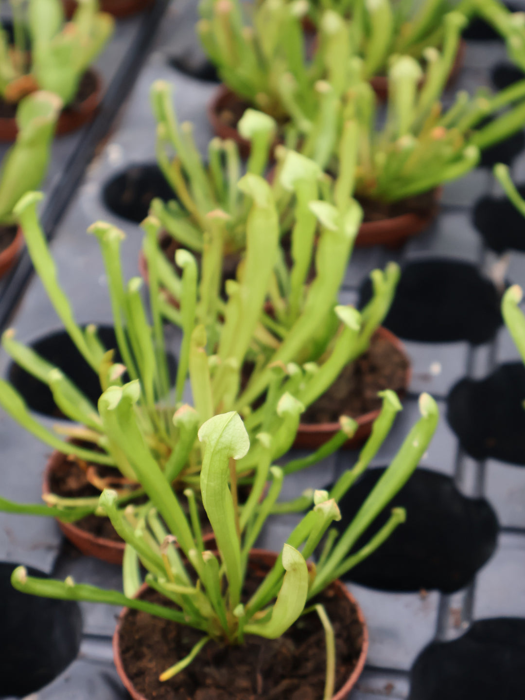 3" PITCHER PLANT BARBA GREEN
