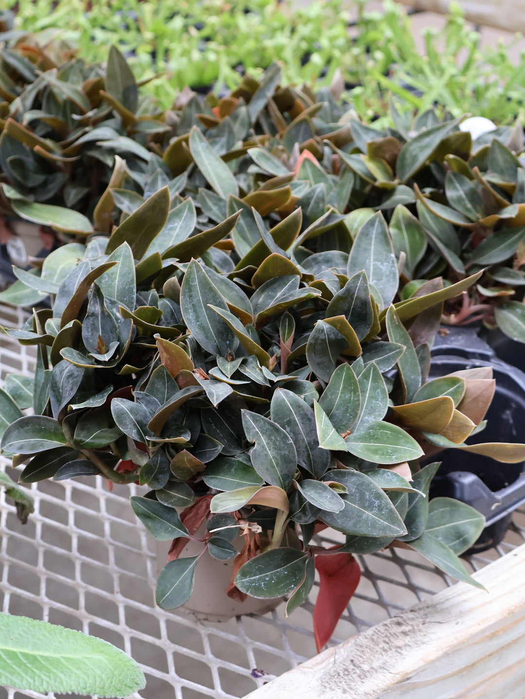 4.5" JEWEL ORCHID