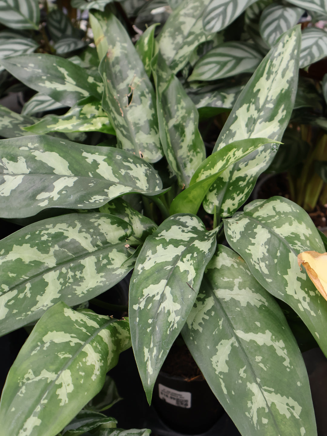 5" AGLAONEMA BUNCH MARIA BAY