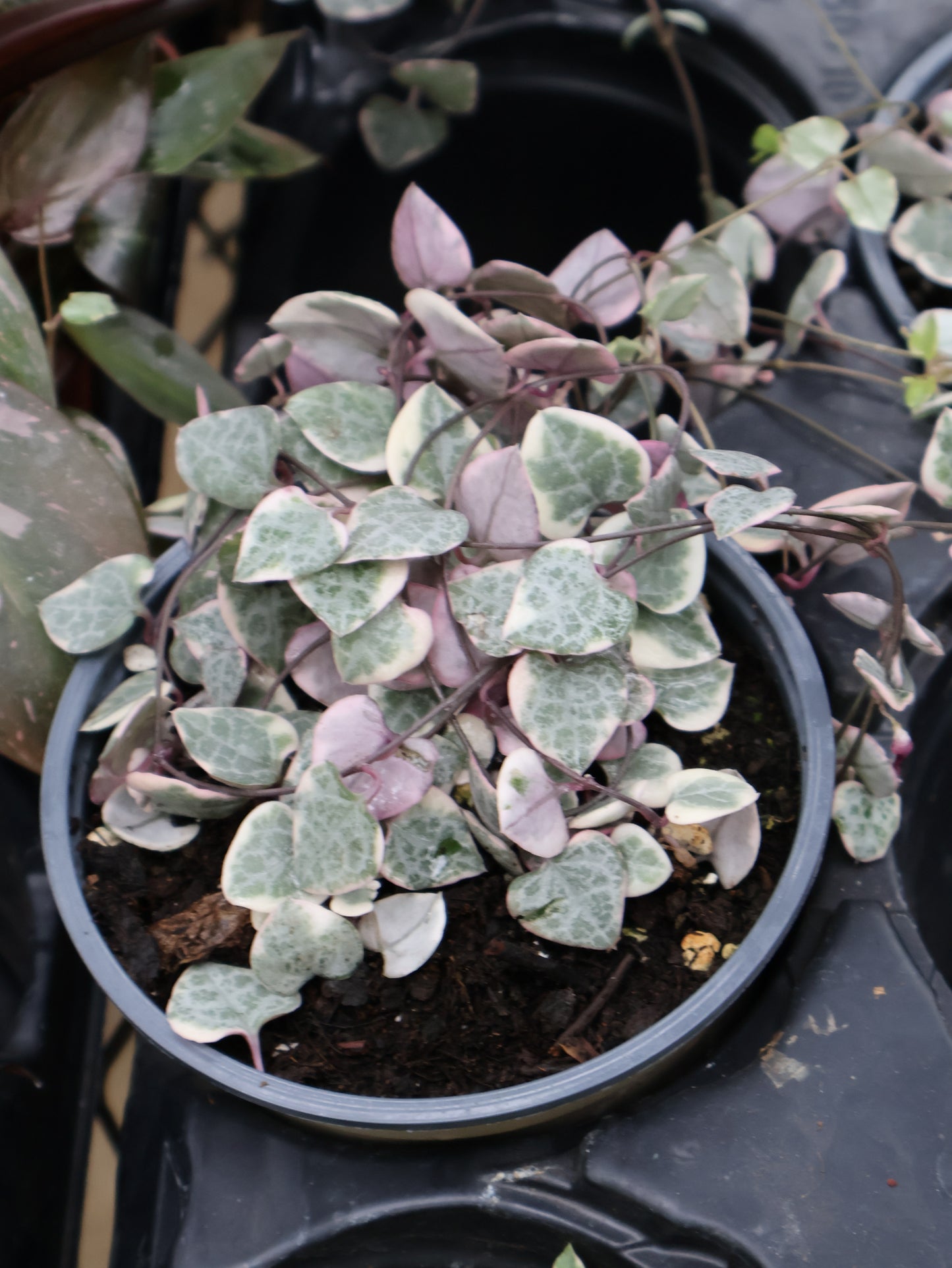 4.5" PURPLE VARIEGATED STRING OF HEARTS