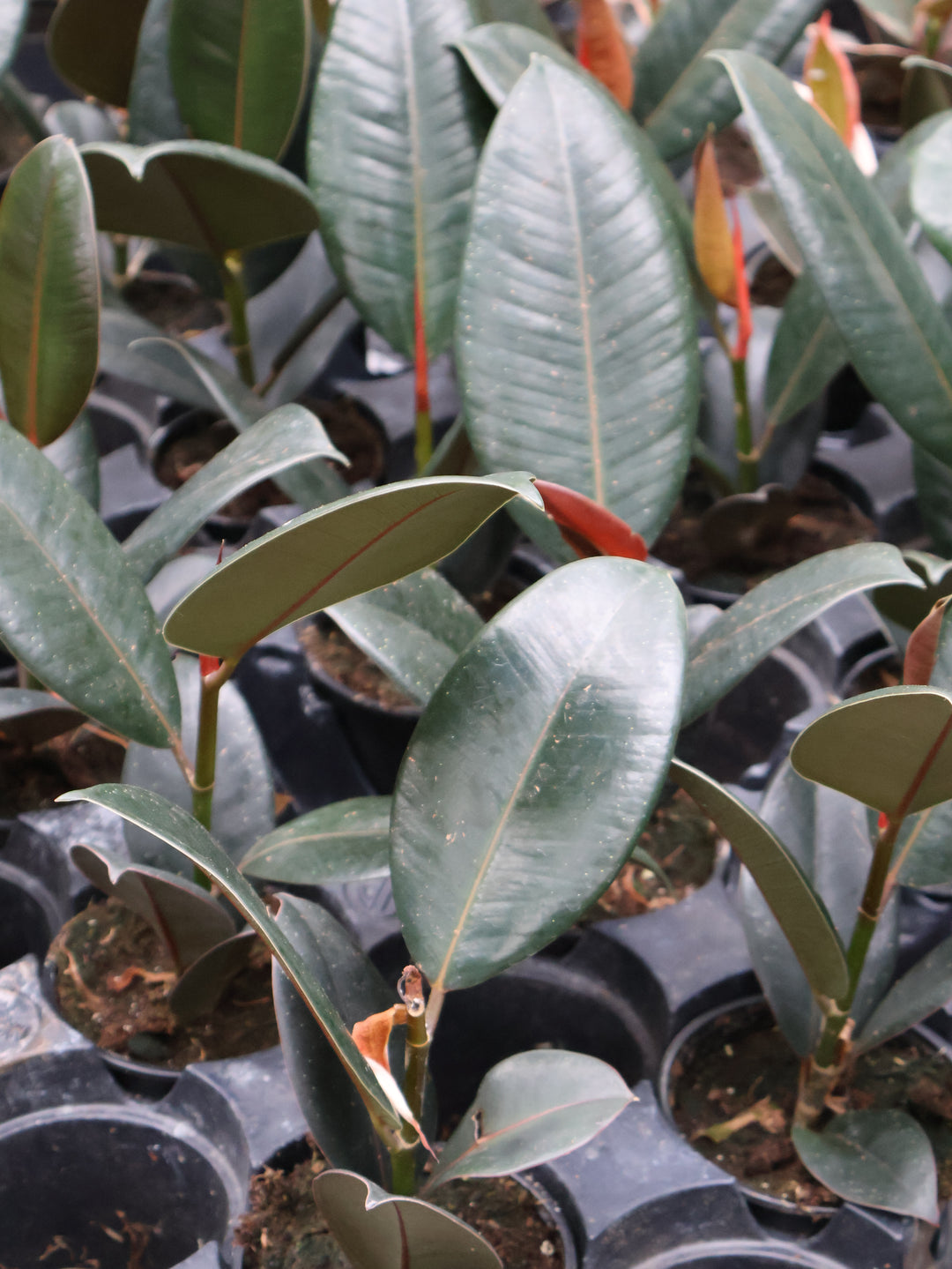 4" FICUS MELANY