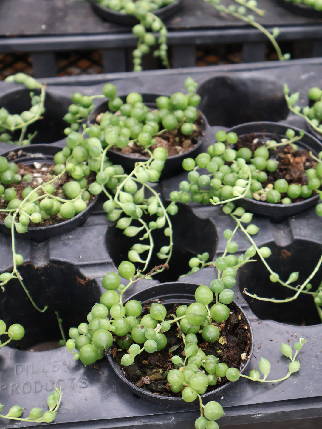 3" STRING OF PEARLS