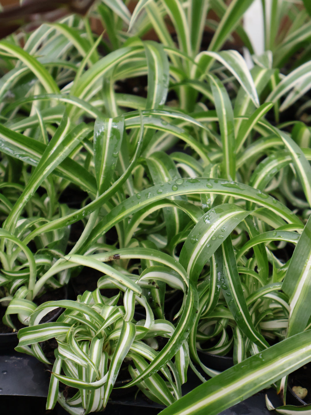 3" BONNIE SPIDER PLANT