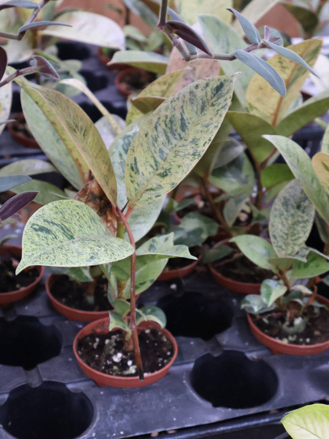 3" FICUS SHIVERENA