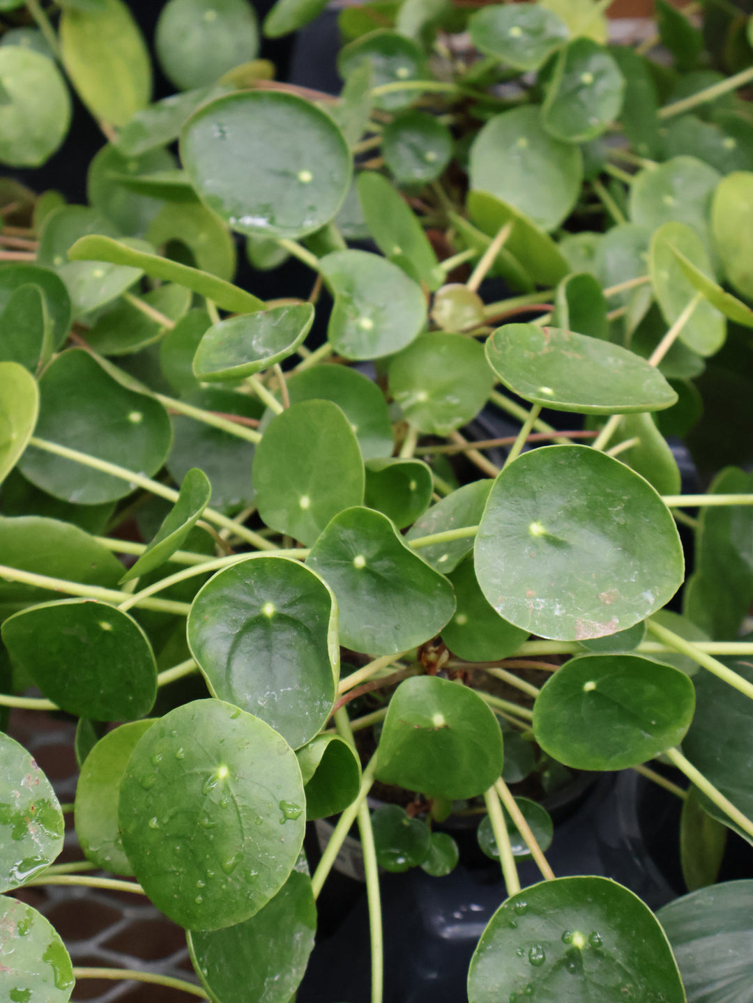5" CHINESE MONEY PLANT