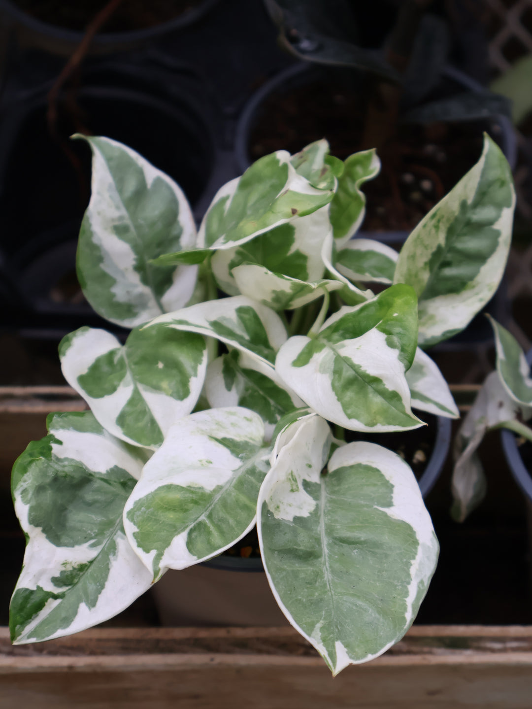 4" POTHOS PEARLS N JADE