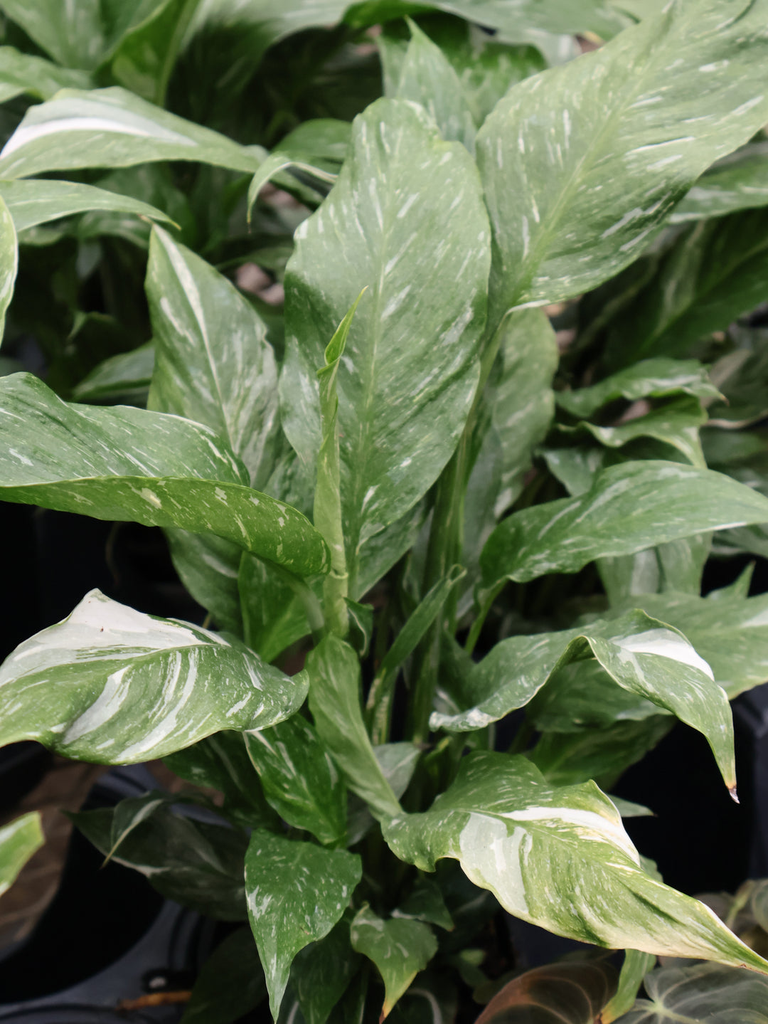 4.5" SPATHIPHYLLUM JET DIAMOND