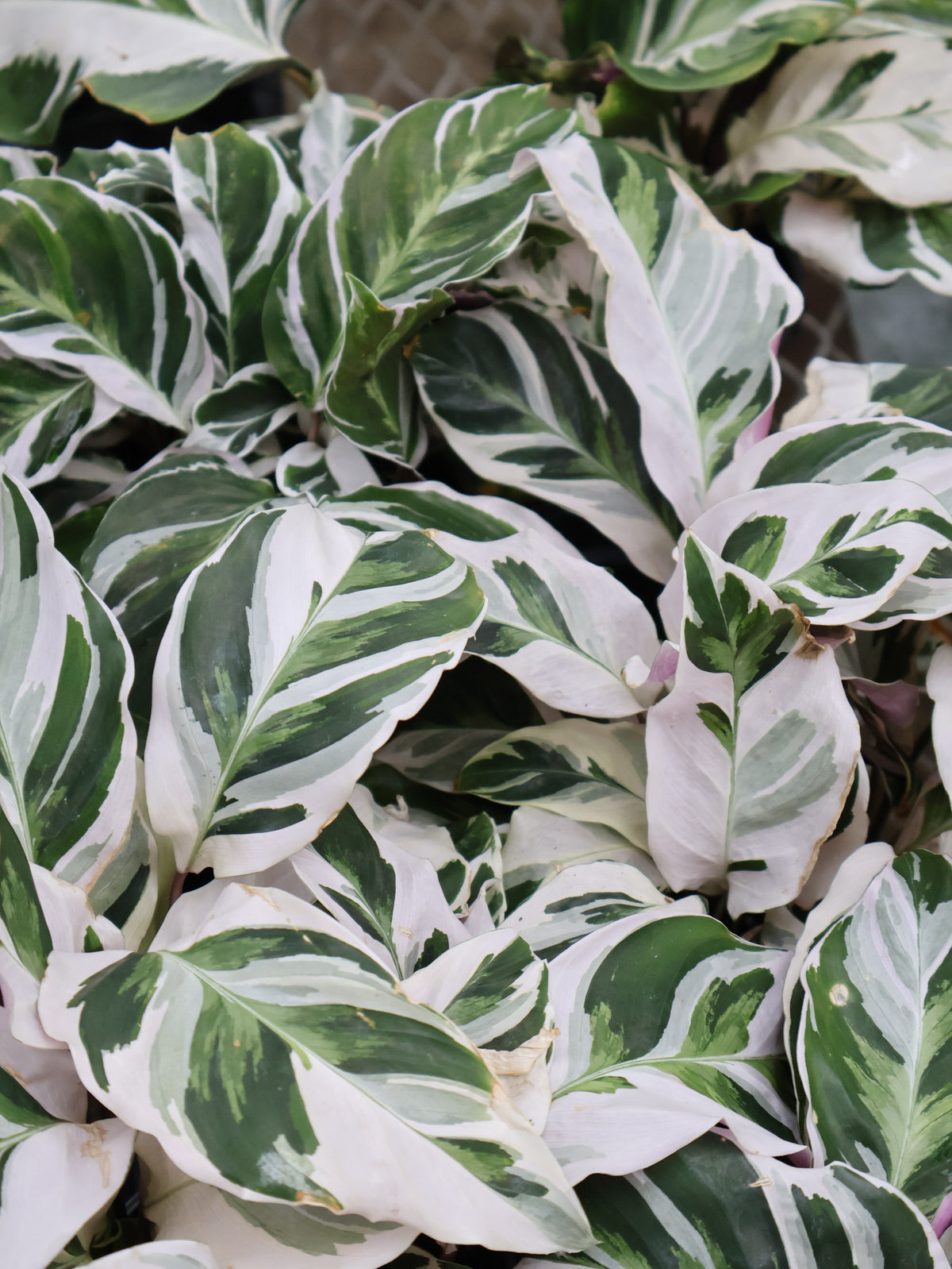 4" CALATHEA WHITE FUSION
