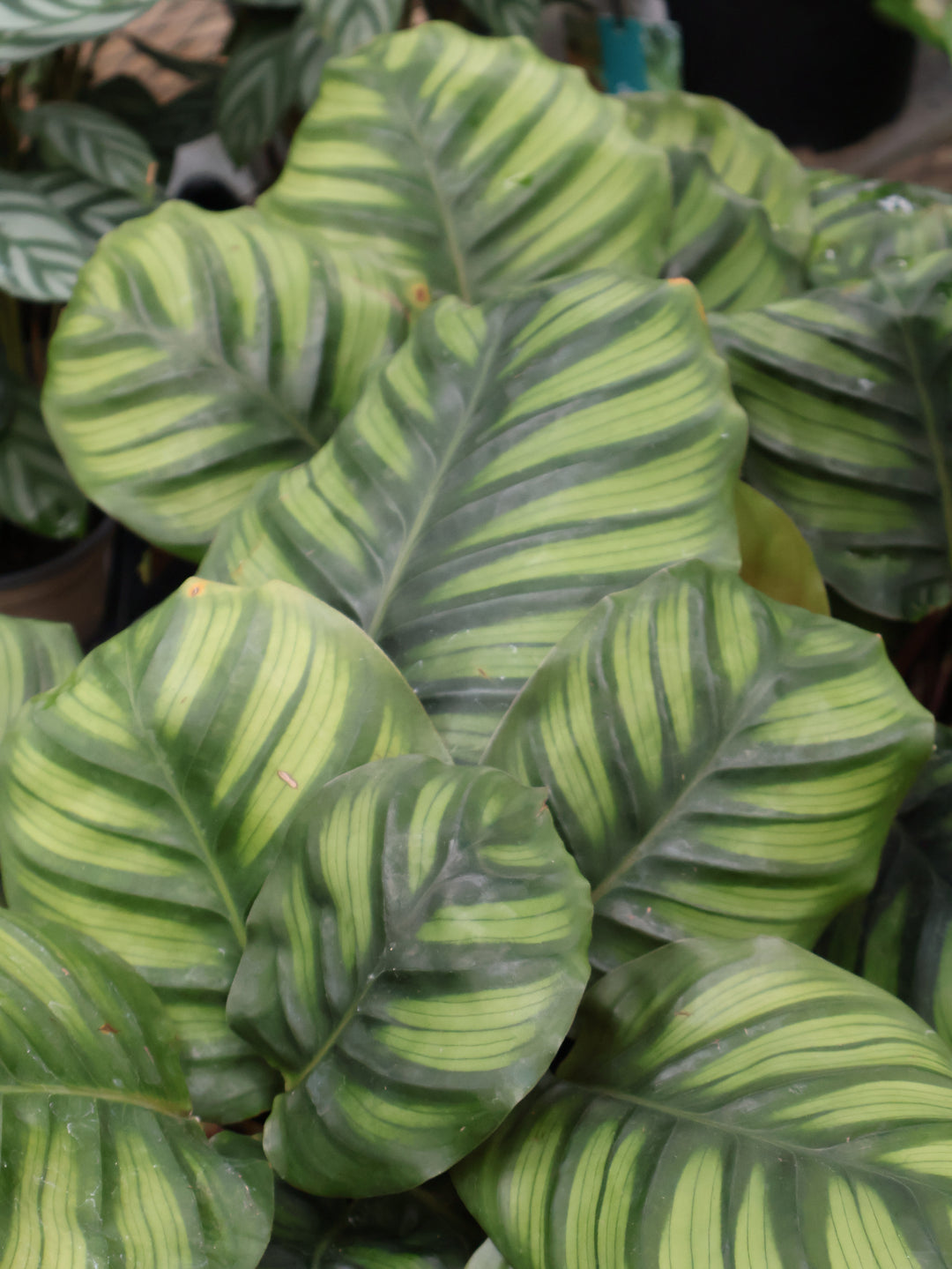 4.5" CALATHEA FASCIATA