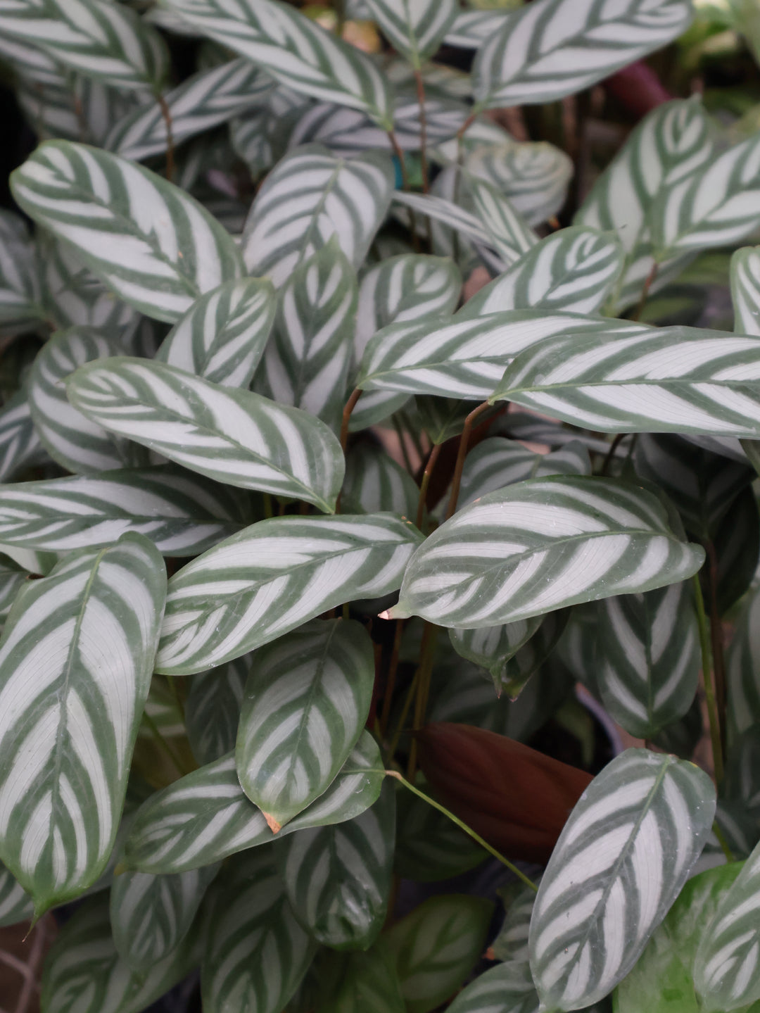4" CALATHEA COMPACT STAR