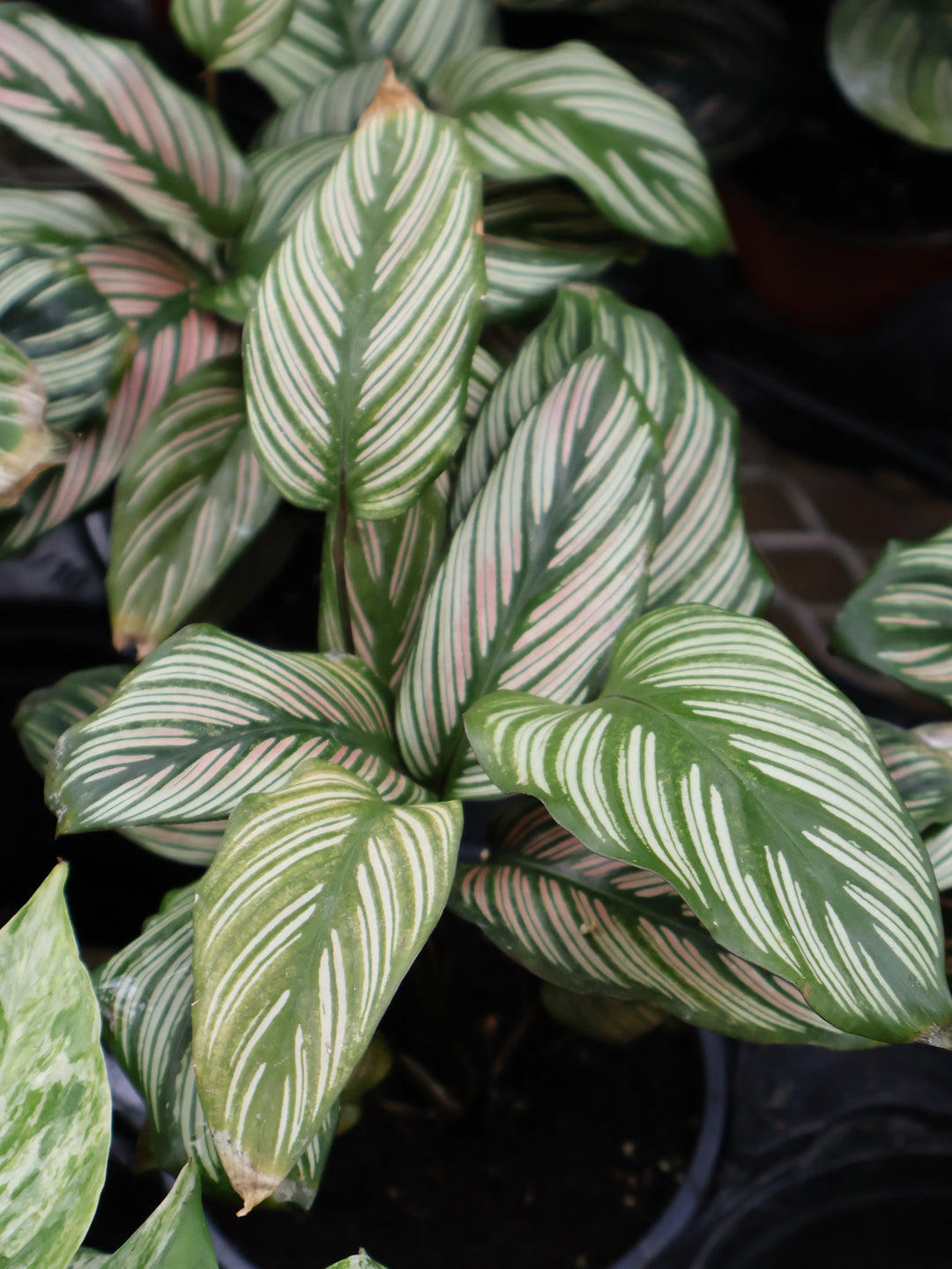 4" CALATHEA WHITESTAR