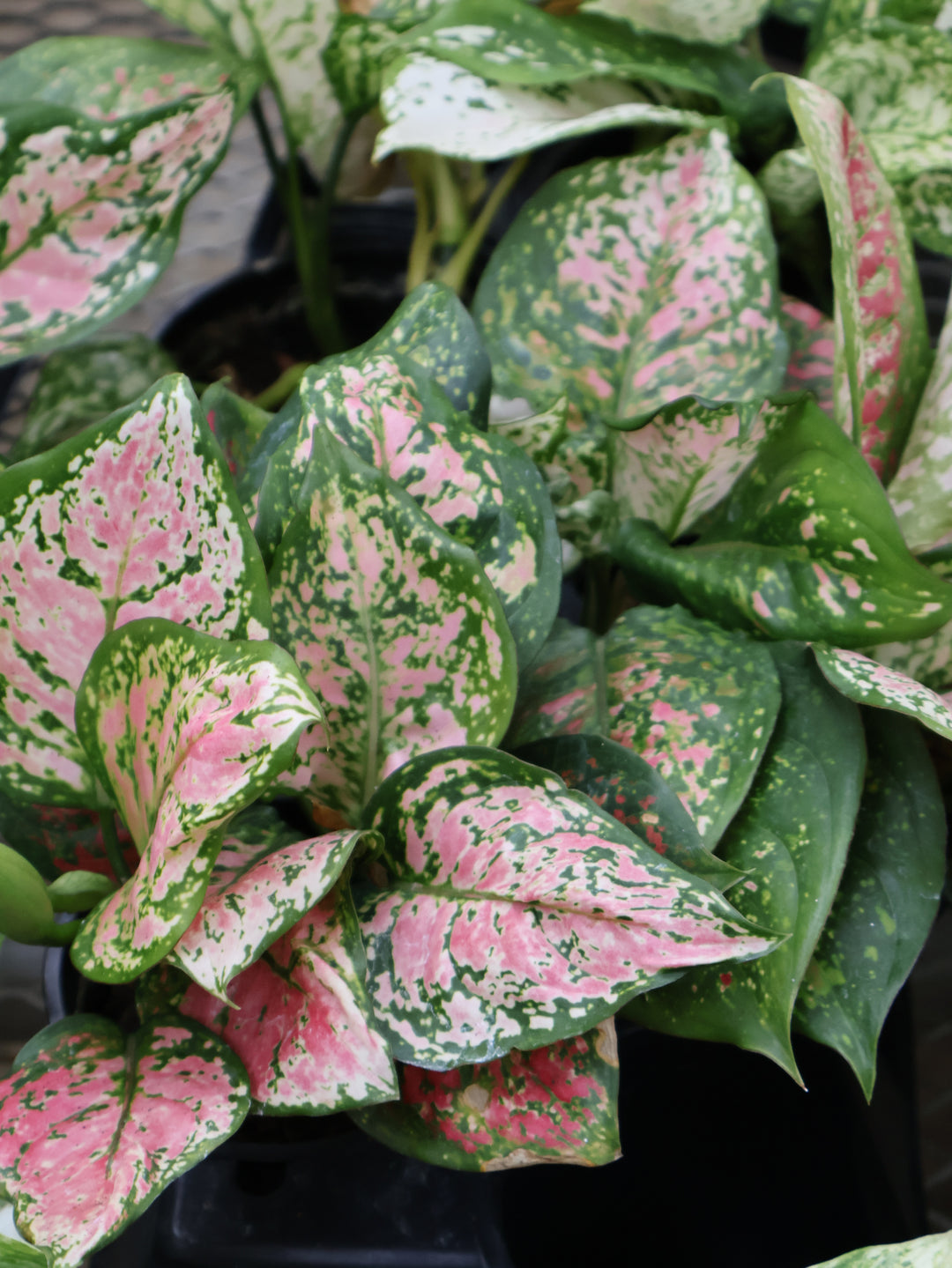 4.5" AGLAONEMA JAZZED GEMS ETTA ROSE