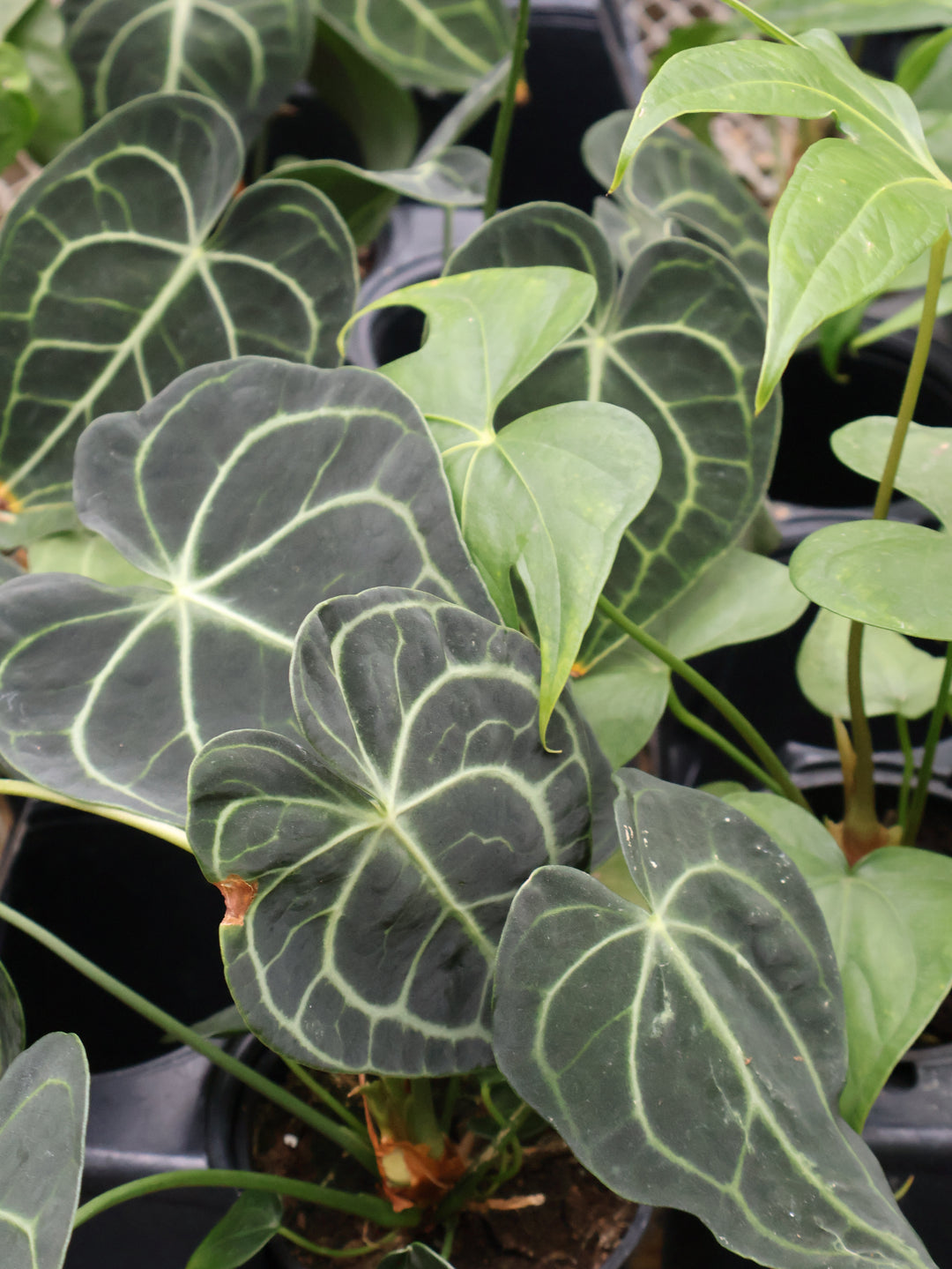 4.5" ANTHURIUM CLARINERVIUM