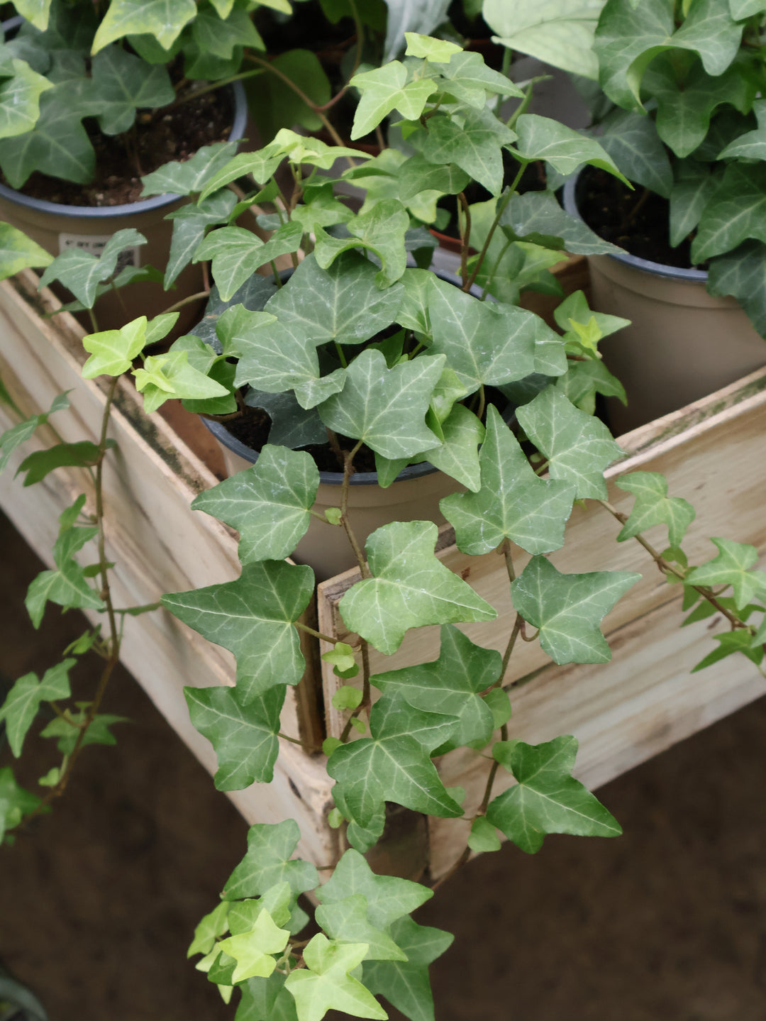 4" IVY (INDOOR)