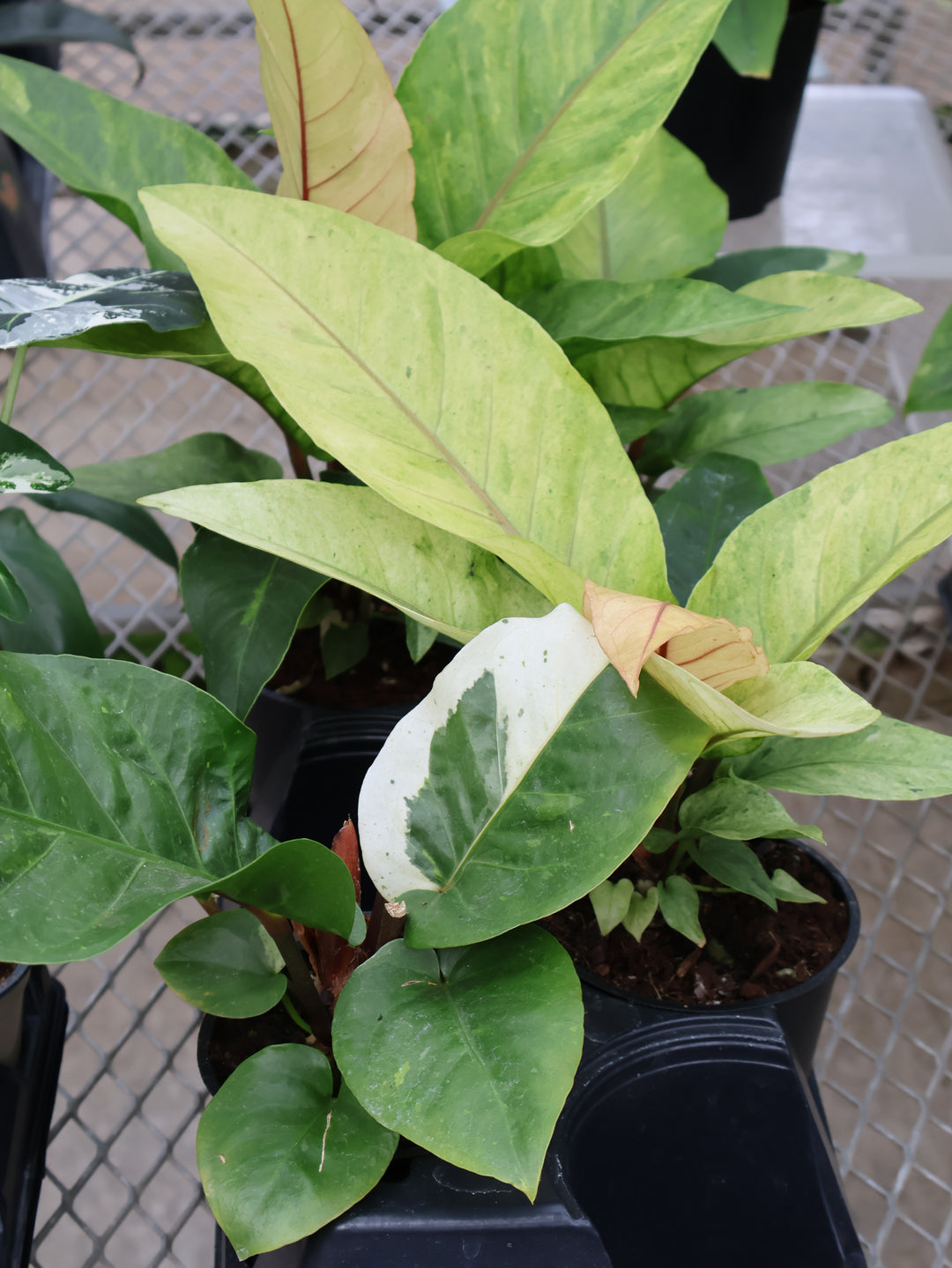 4.5" ANTHURIUM HOOKERI VARIEGATED