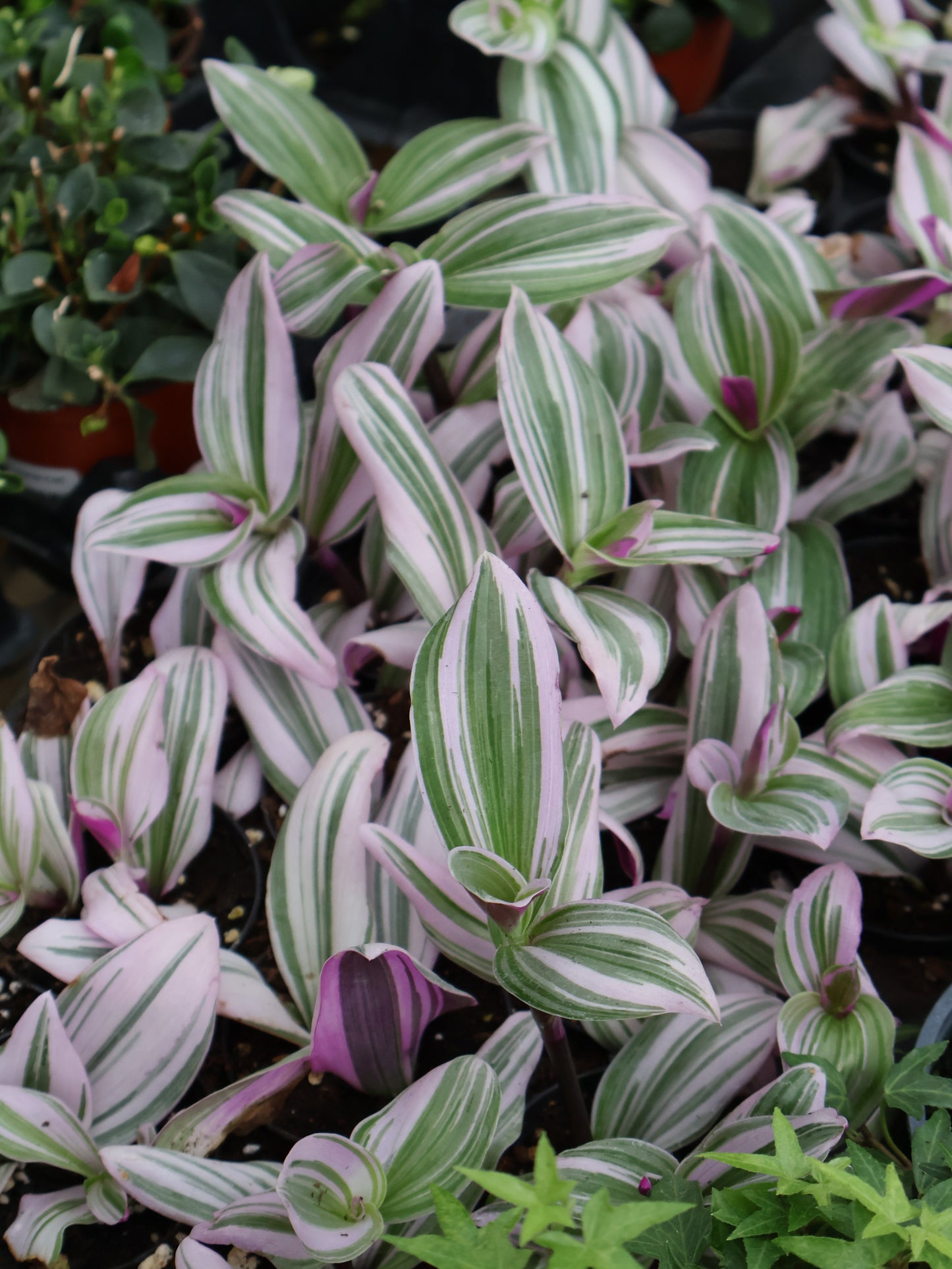 3" TRADESCANTIA PINK NANOUK