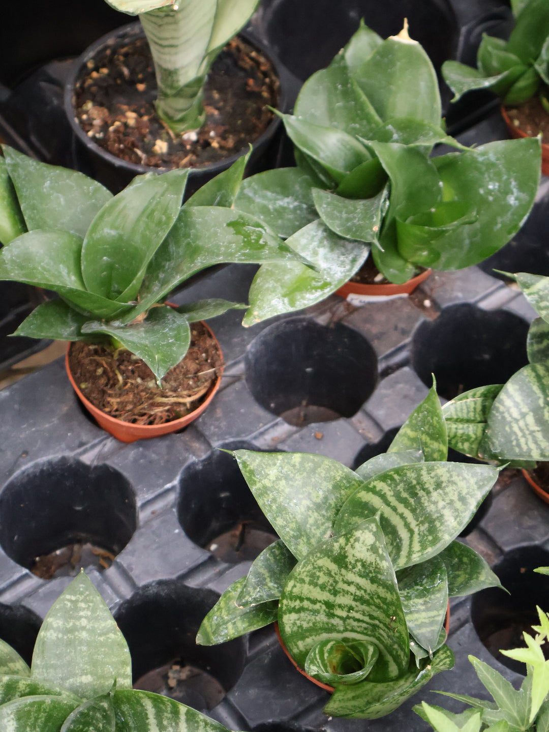 3" SANSEVIERIA