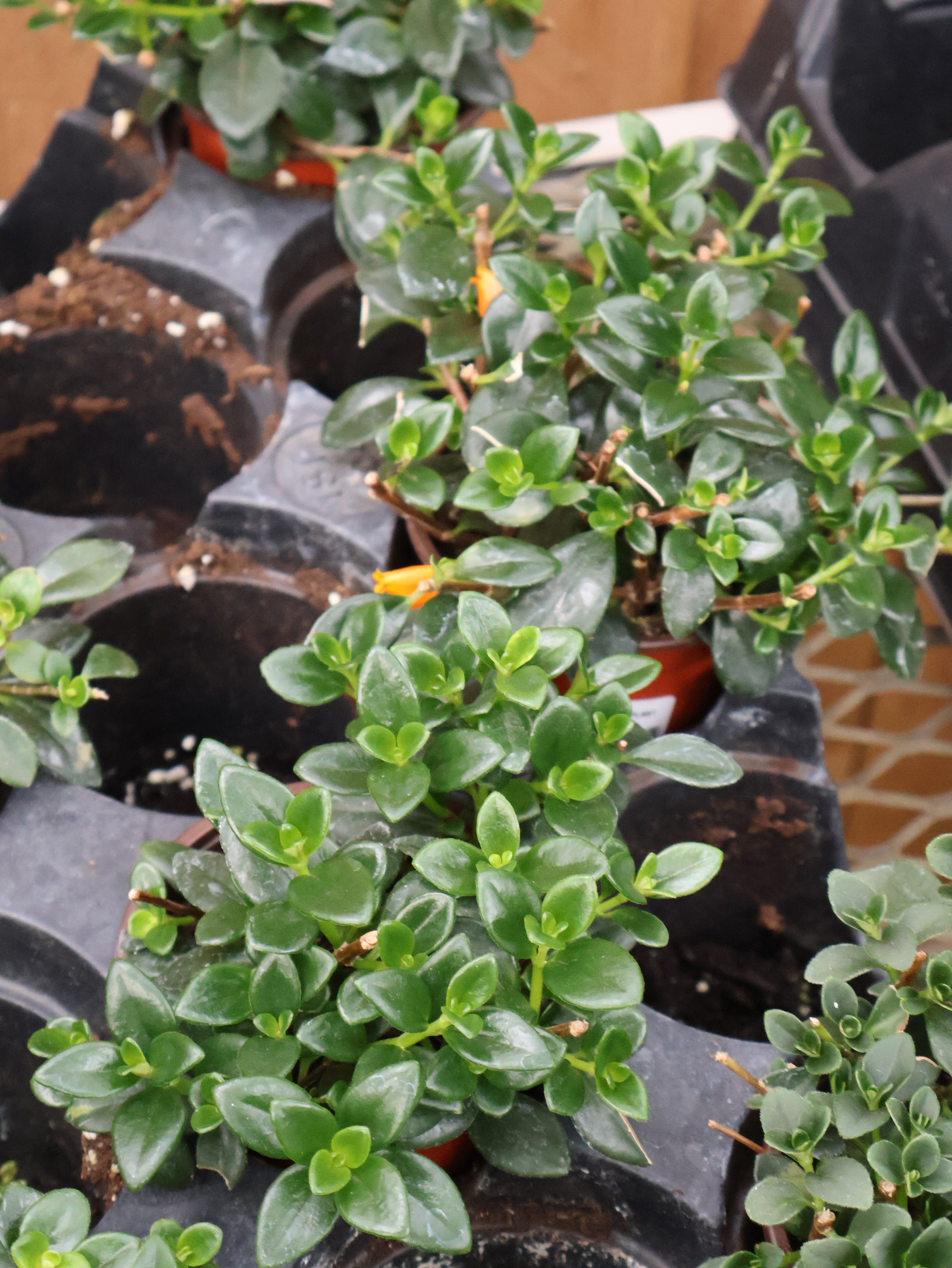 goldfish house plant 4" GOLDFISH PLANT – Pandy's Garden Center